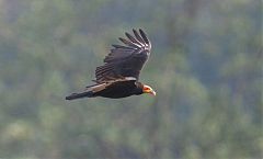 Lesser Yellow-headed Vulture